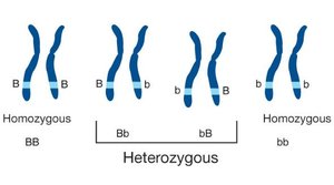 Homozygous and heterozygous genotypes