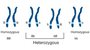 Homozygous and heterozygous genotypes