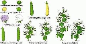 Seven pea plant traits studied by Mendel