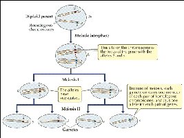 Segregation of homologous chromosomes during meiosis