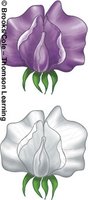 Monohybrid cross: flower color