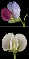 Monohybrid cross: flower color