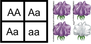Phenotypic and genotypic ratios in monohybrid cross