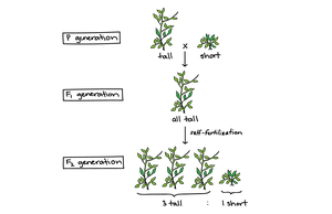Tall and short pea plants
