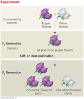 Mendel's experiment: P, F1, and F2 generations