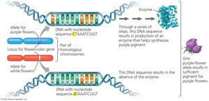 Alleles and locus for flower color gene