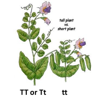 Dominant and recessive alleles for plant height
