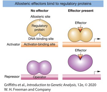 Allosteric effectors bind to regulatory proteins