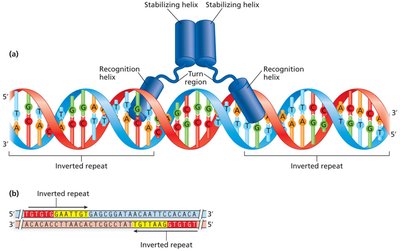 Helix-turn-helix motif in DNA binding proteins