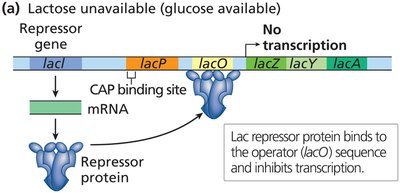 Lactose unavailable (glucose available): lac operon off