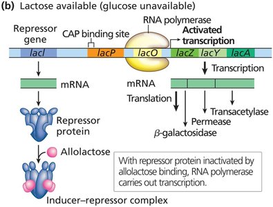 Lactose available (glucose unavailable): lac operon on