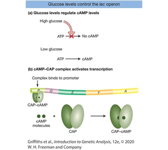 Glucose levels control the lac operon via cAMP