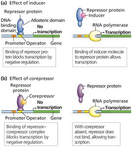 Negative regulation: effect of inducer and corepressor
