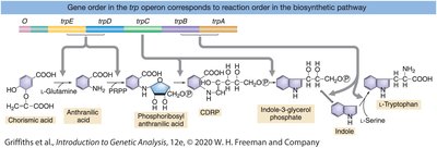 Gene order in the trp operon and biosynthetic pathway