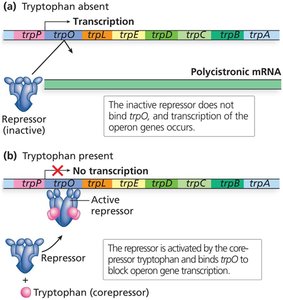 trp operon regulation: tryptophan absent vs present