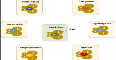 Alternative sigma factors and their regulatory roles