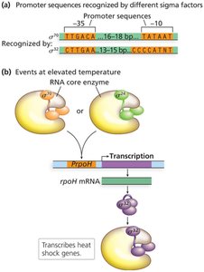 Promoter recognition by different sigma factors