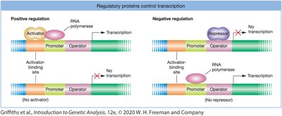 Regulatory proteins control transcription: positive and negative regulation