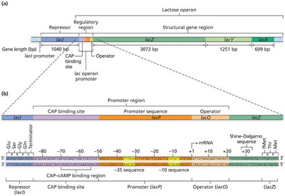 Lac operon structure and regulatory regions