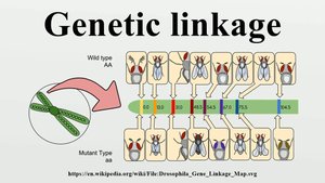 Diagram illustrating genetic linkage in Drosophila