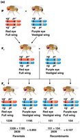 Morgan's test-cross analysis of genetic linkage between autosomal genes