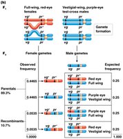 Morgan's test-cross analysis of genetic linkage between autosomal genes (frequency table)
