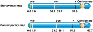 Diagram of the first linkage map