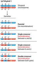 Gametes from trihybrid organisms with different allele configurations (Test Cross 1)