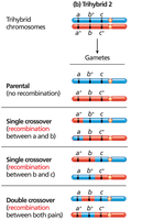 Gametes from trihybrid organisms with different allele configurations (Test Cross 2)