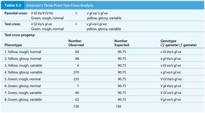 Table of Emerson's three-point test-cross analysis