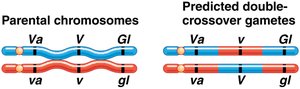 Parental chromosomes and predicted double-crossover gametes (order 1)