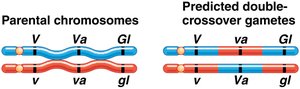 Parental chromosomes and predicted double-crossover gametes (order 2)