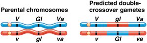 Parental chromosomes and predicted double-crossover gametes (correct order)
