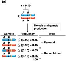 Gamete genotype frequencies calculated from genetic linkage data (two genes)