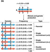 Gamete genotype frequencies calculated from genetic linkage data (three genes)