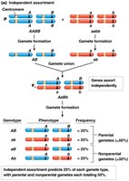 Diagram of independent assortment of genes