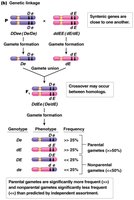 Diagram of genetic linkage and recombination