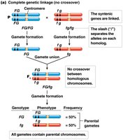 Diagram of complete genetic linkage (no crossover)