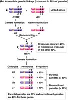 Diagram of incomplete genetic linkage (crossover in 20% of gametes)