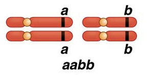 Linked genes on chromosomes