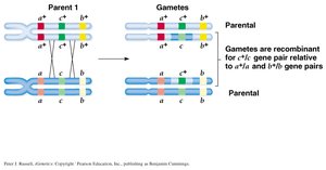 Recombinant and parental gametes from crossing-over
