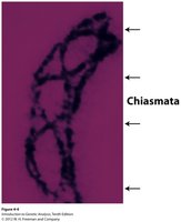 Chiasmata during meiosis