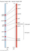 Physical and genetic length with hotspots and coldspots