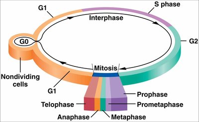 Diagram of the cell cycle with G1, S, G2, and M phases