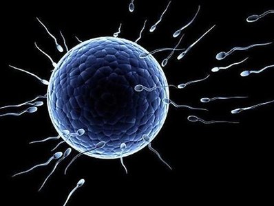 Sperm surrounding an egg cell