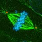 Fluorescent micrograph of mitotic spindle and chromosomes