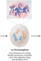 Prometaphase: spindle formation