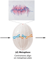 Metaphase: chromosome alignment