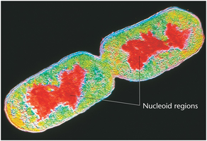 Prokaryotic cell with nucleoid regions