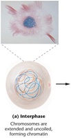 Interphase: chromatin state